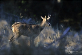 <p>KAMZÍK HORSKÝ (Rupicapra rupicapra) Lužické hory, Studenec ---- /Chamois - Gämse/</p>